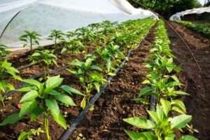 2-drip-irrigation-system-dealers-2-jf60s