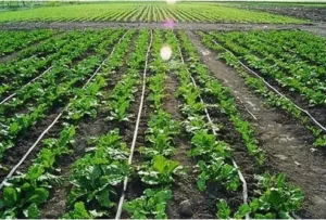 drip-irrigation-systems-500x500