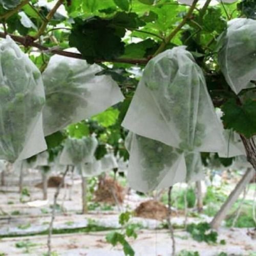 fruit-covers-1600455527-5588313 (1)