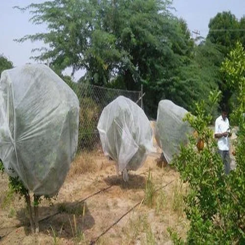 pomegranate-tree-cover-500x500